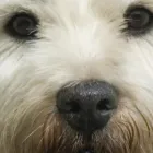 Business 1 image BARKERS GROOMING PARLOUR Pet Grooming Services in Dublin IE


