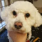 Business 2 image BARKERS GROOMING PARLOUR Pet Grooming Services in Dublin IE


