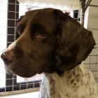 Business 4 image BARKERS GROOMING PARLOUR Pet Grooming Services in Dublin IE


