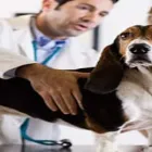 Business 2 image BLACKLION PET HOSPITAL - THE GREYSTONES PET VET Veterinarians in Greystones WW