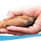 Business 3 image BLACKLION PET HOSPITAL - THE GREYSTONES PET VET Veterinarians in Greystones WW