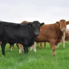 Business 3 image CHARLES R. WYNNE LTD Industries & Agriculture in Athy KE