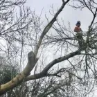 Business 7 image DC TREE SERVICES Tree Work & Forestry Services in Dublin IE


