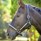 Business 3 image DECOTEAU HORSEWARE LTD Shopping in Maynooth KE