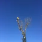 Business 3 image FLANNERY’S TREE CARE Trees & Shrubs in Dublin IE


