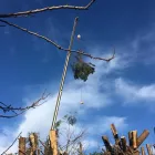 Business 5 image FLANNERY’S TREE CARE Trees & Shrubs in Dublin IE


