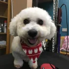 Business 1 image GROOMINGDALES Pet Grooming Services in Dublin IE


