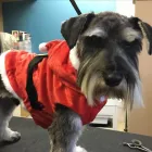 Business 2 image GROOMINGDALES Pet Grooming Services in Dublin IE


