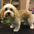 Business 3 image GROOMINGDALES Pet Grooming Services in Dublin IE


