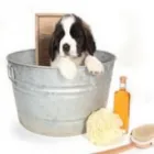 Business 5 image GROOMINGDALES Pet Grooming Services in Dublin IE


