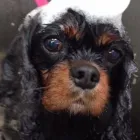 Business 6 image GROOMINGDALES Pet Grooming Services in Dublin IE


