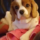 Business 8 image GROOMINGDALES Pet Grooming Services in Dublin IE


