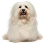 Business 9 image GROOMINGDALES Pet Grooming Services in Dublin IE


