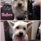 Business 1 image HAIRY MUTTS Pet Grooming Services in Firhouse D