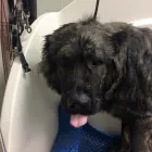 Business 2 image HAIRY MUTTS Pet Grooming Services in Firhouse D