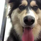 Business 3 image HAIRY MUTTS Pet Grooming Services in Firhouse D