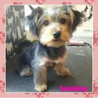 Business 1 image HAWT DOGZ Pet Grooming Services in Dublin IE


