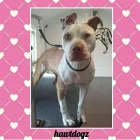 Business 3 image HAWT DOGZ Pet Grooming Services in Dublin IE


