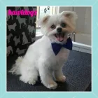 Business 4 image HAWT DOGZ Pet Grooming Services in Dublin IE


