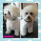 Business 5 image HAWT DOGZ Pet Grooming Services in Dublin IE


