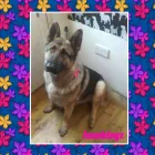 Business 6 image HAWT DOGZ Pet Grooming Services in Dublin IE


