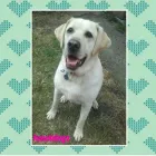 Business 7 image HAWT DOGZ Pet Grooming Services in Dublin IE


