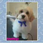 Business 8 image HAWT DOGZ Pet Grooming Services in Dublin IE


