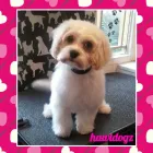 Business 10 image HAWT DOGZ Pet Grooming Services in Dublin IE


