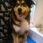 Business 11 image HAWT DOGZ Pet Grooming Services in Dublin IE


