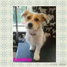 Business 12 image HAWT DOGZ Pet Grooming Services in Dublin IE


