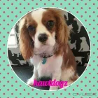 Business 13 image HAWT DOGZ Pet Grooming Services in Dublin IE


