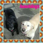 Business 14 image HAWT DOGZ Pet Grooming Services in Dublin IE


