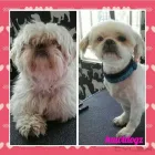Business 15 image HAWT DOGZ Pet Grooming Services in Dublin IE


