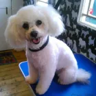 Business 18 image HAWT DOGZ Pet Grooming Services in Dublin IE


