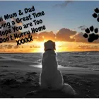 Business 1 image HOLLYBARN DOG AND PUPPY TRAINING, BEHAVIOUR & BOARDING Training Services & Consultants in Claremorris MO