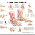 Business 1 image JAYNE ORR FOOT CLINIC Reflexologists in Bundoran DL