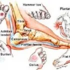 Business 4 image MIRIAM HEFFERNAN CHIROPODIST/PODIATRIST Holistic Medicine Practitioners in Coolock D