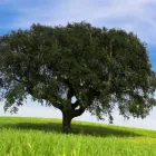 Business 1 image MUNSTER TREE SERVICES Tree Work & Forestry Services in Waterford IE



