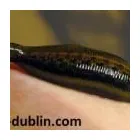 Business 1 image NATURAL THERAPY CLINIC IN DUBLIN Health & Medicine in Dublin D