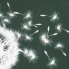 Business 1 image OLIVIA C. BARTLETT PSYCHOTHERAPIST AND COUNSELOR Psychologists in Dalkey D