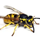 Business 2 image PESTPLUS Pest & Animal Control in Dublin IE


