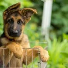 Business 1 image PRIDEROCK KENNELS Dog Training in Enfield MH