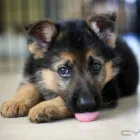 Business 2 image PRIDEROCK KENNELS Dog Training in Enfield MH