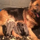 Business 3 image PRIDEROCK KENNELS Dog Training in Enfield MH