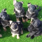 Business 4 image PRIDEROCK KENNELS Dog Training in Enfield MH