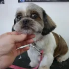 Business 1 image PUPPY CUTS Pet Grooming Services in Dublin IE


