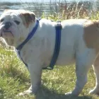 Business 2 image PUPPY CUTS Pet Grooming Services in Dublin IE


