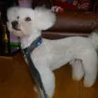 Business 3 image PUPPY CUTS Pet Grooming Services in Dublin IE


