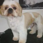 Business 4 image PUPPY CUTS Pet Grooming Services in Dublin IE


