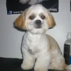 Business 5 image PUPPY CUTS Pet Grooming Services in Dublin IE



